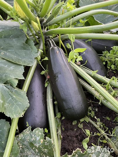 Огурцы, кабачки, тыква большая