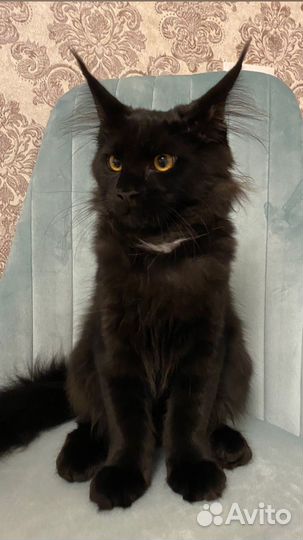 Шикарная девочка Мейн-кун