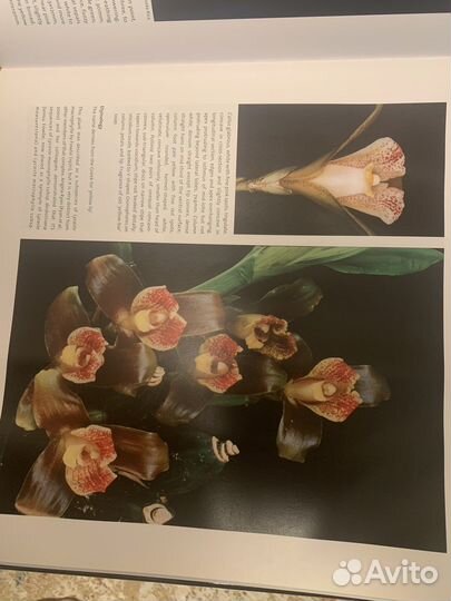 Книга The essential guide