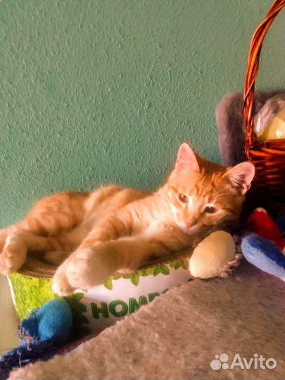 Рыжий котенок пухляш ищет дом в дар в добрые руки