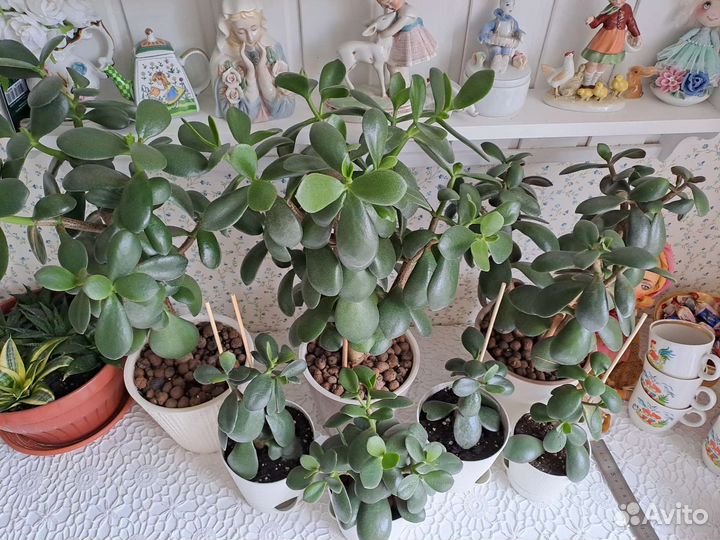 Толстянка Денежное дерево, комнатные цветы