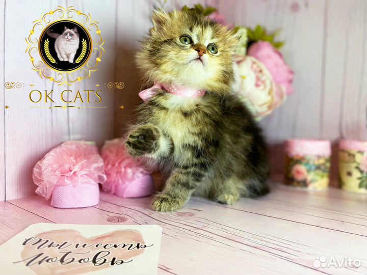 Pixel. Эксклюзивная девочка манчкин long