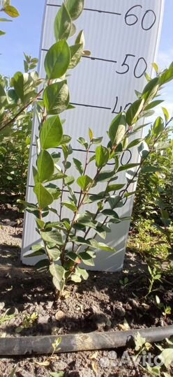 Кизильник блестящий