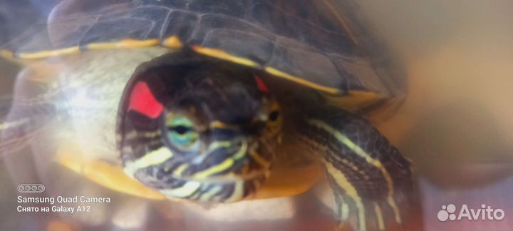 Красноухая черепаха с аквариумом