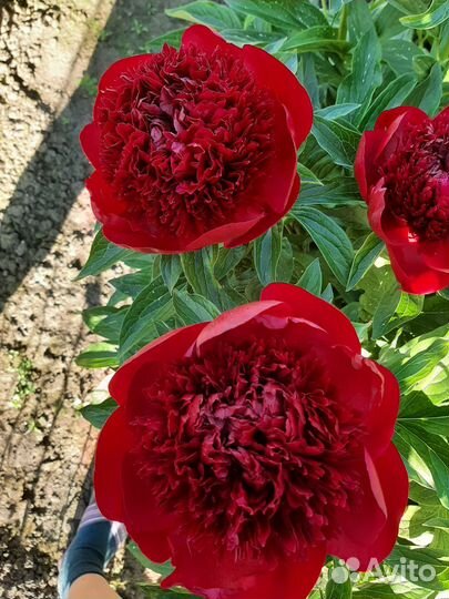 Корни пионов/ред чарм, кэрол, неон