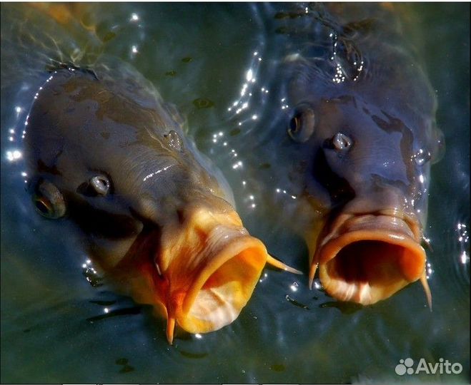 Хлорелла Pond. Экология водоёма