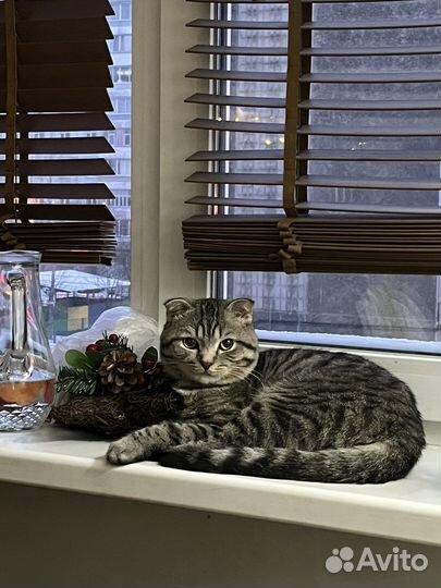 Вязка, британский котик