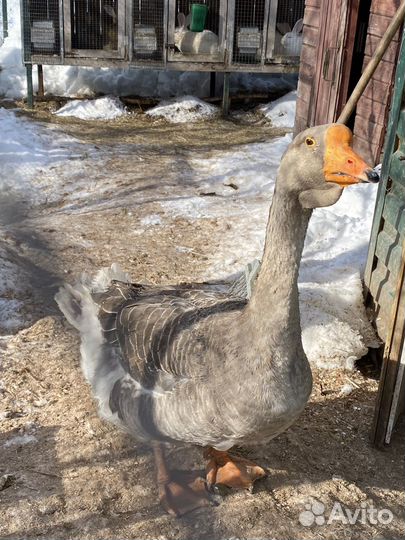 Гуси холмогоры