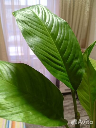 Спатифиллум