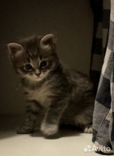 Котята от сибирской кошки