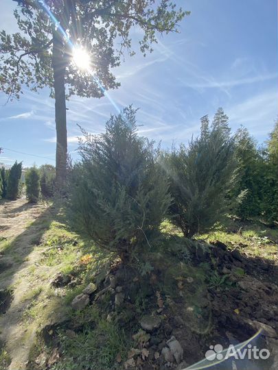 Можжевельник Блю Эроу 2,1 м