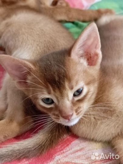 Абиссинская