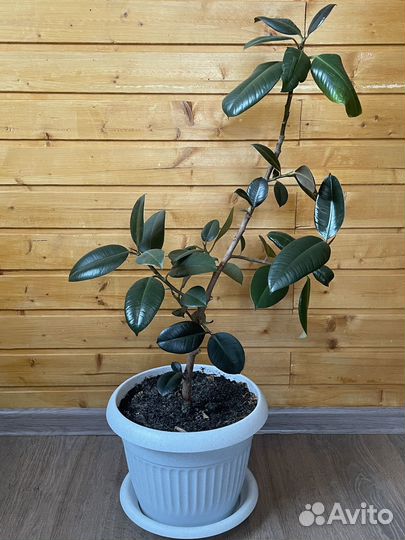 Фикус, замиакулькас