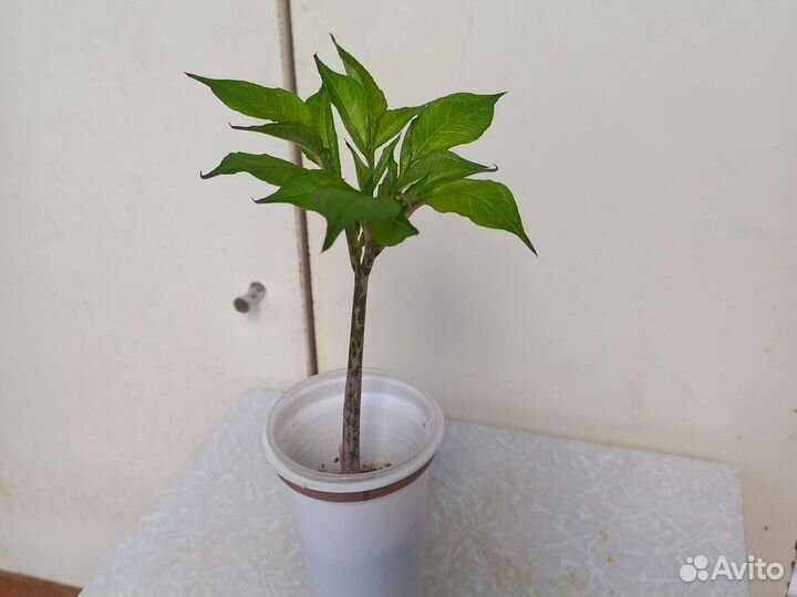 Аморфофаллус