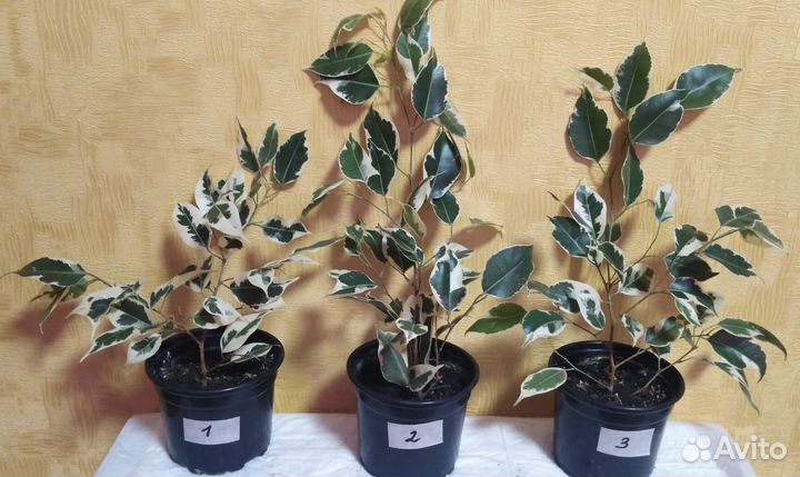 Фикус бенджамина