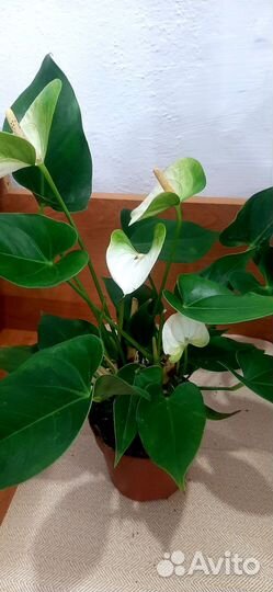 Антуриум белый