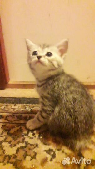 Кошки в добрые руки бесплатно