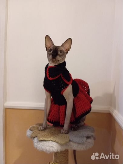 Вязаная одежда на животных.Ручная работа