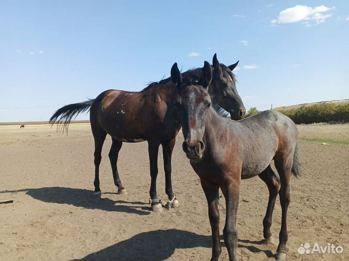 Кобыла с жеребенком