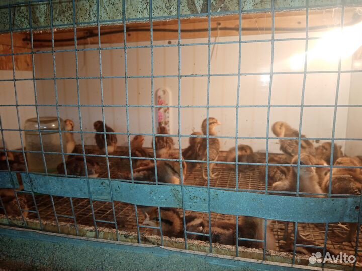 Куры молодки