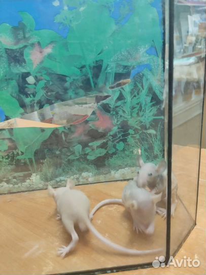 Крыса сфинкс