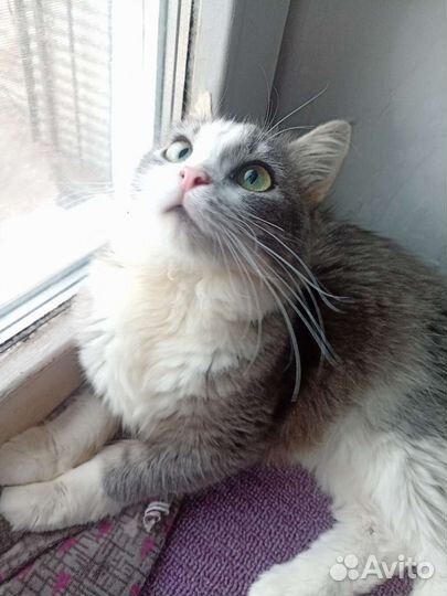 Кошка Василина