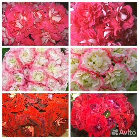 Герани(пеларгонии) розебудные 3 вида-набор