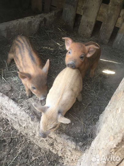 Поросята