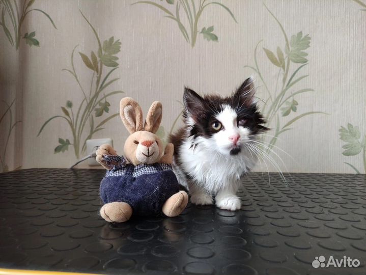 Кошки