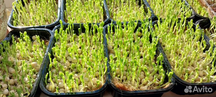 Микрозелень