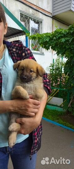 Собака в добрые руки щенок мальчики и девочка