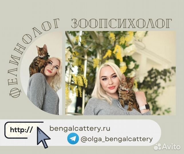 Помощь фелинолога-зоопсихолога