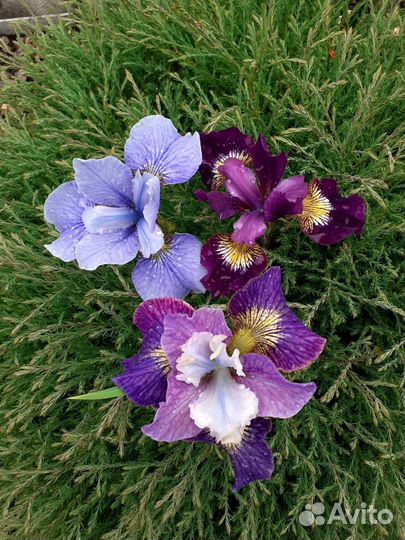 Растения для сада