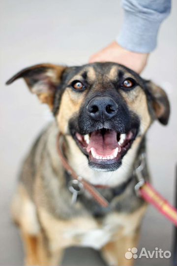 Красавец и добряк Рэд ищет своего человека