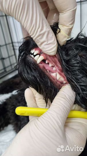 Ветеринарный врач онлайн консультации