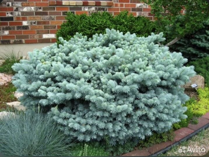 Ель Глаука Глобоза