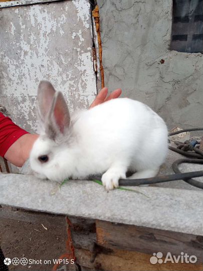 Декоративные кролики