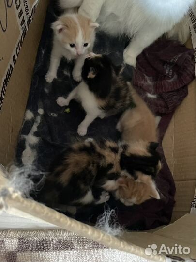 Отдам котяток