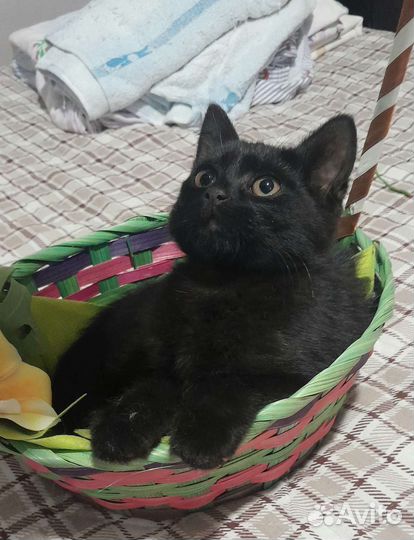 Черный котенок девочка 2 с половиной месяца