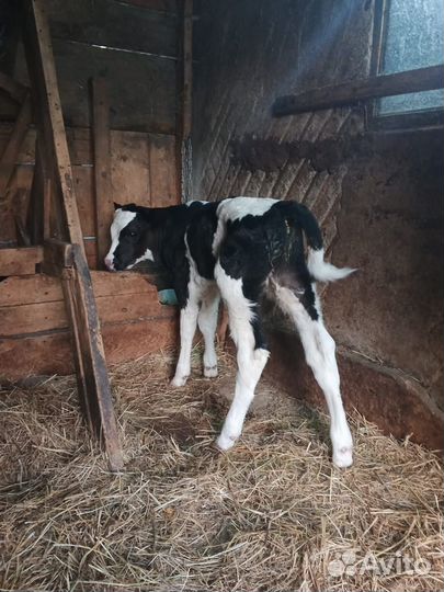 Продаю бычка