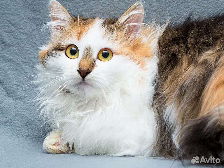 Трехцветная кошечка Мила