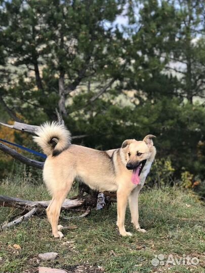 Собака в добрые руки