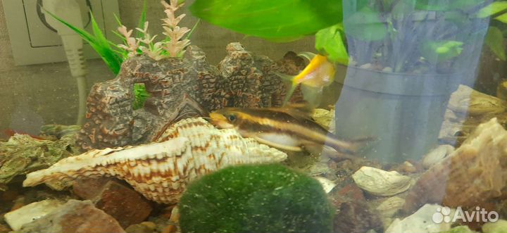 Сом платидорас