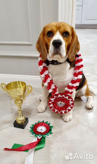 Щенки бигль