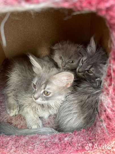 Котята в добрые руки бесплатно