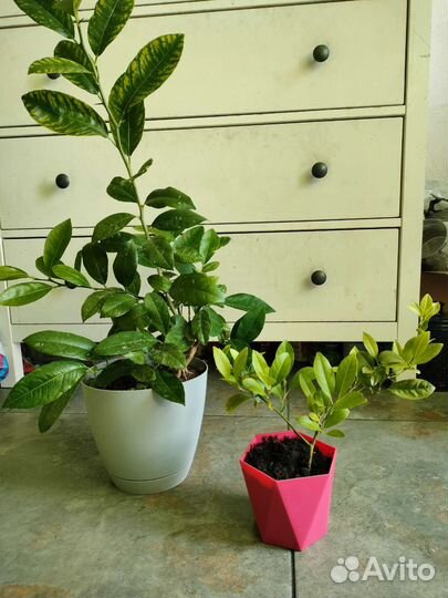 Лимон Лайм лимонное дерево