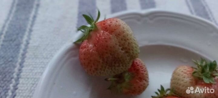 Усы клубники белой 