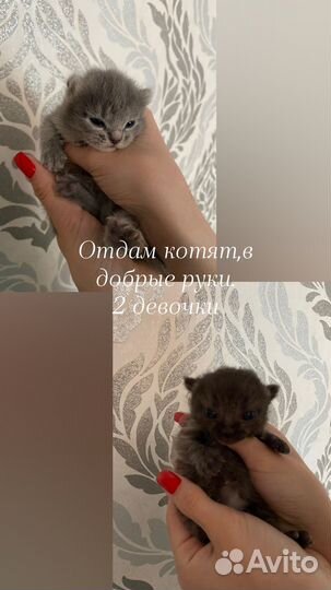 Отдам котят