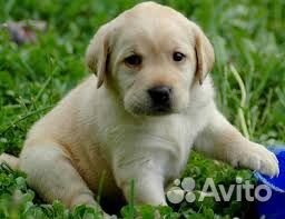 Щенки Лабрадора - подбор щенка - выбор есть