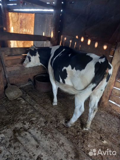 Продам тёлку